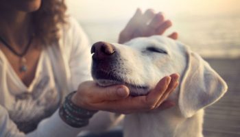 Research Reveals the Genetic Code for Dog Friendliness – American