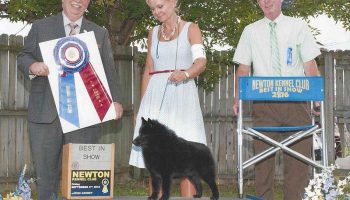Schipperke Breeder Krista Nuovo Roe on Life With This Foxy Faced Breed