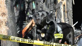 Search and Rescue Dogs Overcome Travel Stress to Save Human