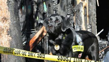 Search and Rescue Dogs Overcome Travel Stress to Save Human
