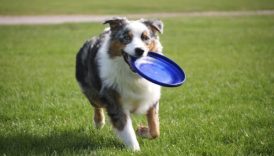 Should Breeders Worry About Zika Virus And Their Dogs –