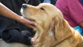 So You Want to Have a Therapy Dog Part Two