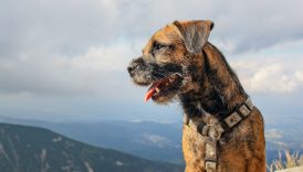 The Border Terrier Is Tough in the Field and Affectionate