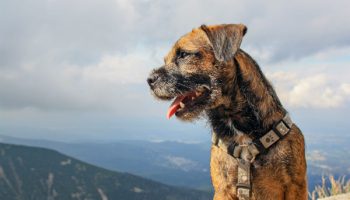 The Border Terrier Is Tough in the Field and Affectionate
