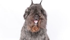 The Bouvier des Flandres—From Farm Dog to War Dog to