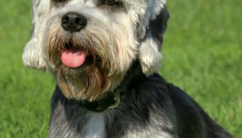 The Dandie Dinmont Terrier Is a Big Dog in a
