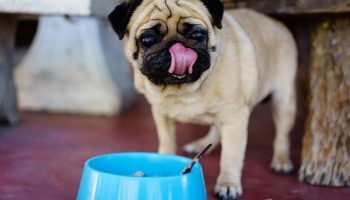 The Facts About Natural Dog Food – American Kennel Club