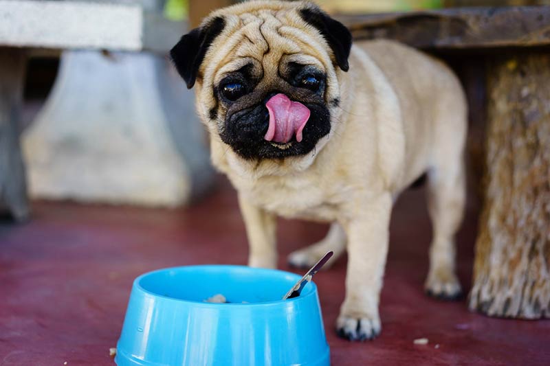 The Facts About Natural Dog Food – American Kennel Club