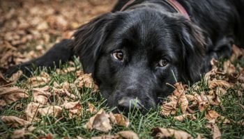 The Flat Coated Retriever Is a Versatile Hunting Dog and Companion
