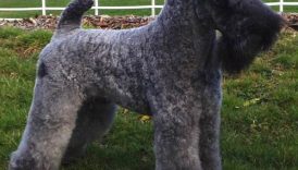 The Mysterious Kerry Blue Terrier—Leprechaun of the Dog World –