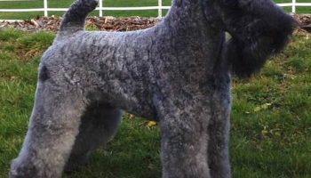The Mysterious Kerry Blue Terrier—Leprechaun of the Dog World –