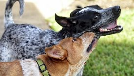 How to Break Up a Dogfight: Stop Dogs From Fighting