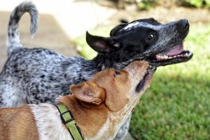 How to Break Up a Dogfight: Stop Dogs From Fighting