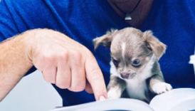 Office Dog for Hire – American Kennel Club