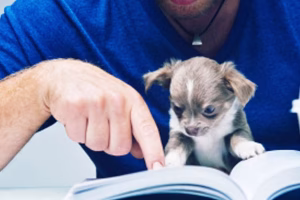 Office Dog for Hire – American Kennel Club