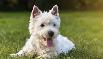 What Are Those Black Spots on a Dogs Tongue Anyway