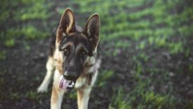 What Was the German Shepherd Bred to Do – American