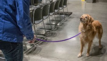 When It Comes to Doggy Dynamics Sizzle Is Your Ultimate