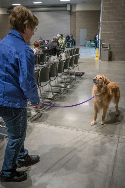 When It Comes to Doggy Dynamics Sizzle Is Your Ultimate