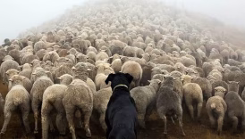 Photographer Captures Amazing Images of Working Dogs Around the World – American Kennel Club
