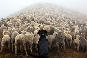 Photographer Captures Amazing Images of Working Dogs Around the World – American Kennel Club