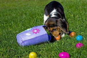 Easter Egg Hunt for Dogs: Springtime Scent Games With Plastic Eggs