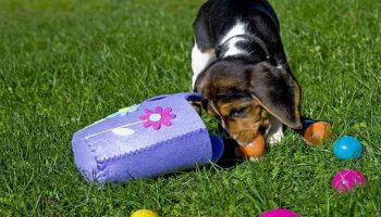 Easter Egg Hunt for Dogs: Springtime Scent Games With Plastic Eggs