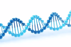 breeding to predetermine sex