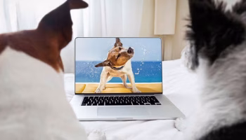 commercial dog