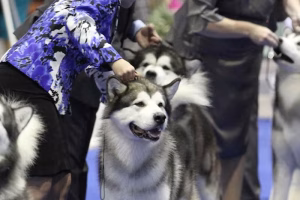 detroit kennel club dog show returns to motor city june 2021