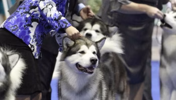 detroit kennel club dog show returns to motor city june 2021