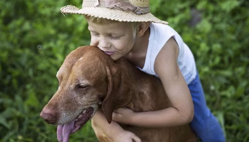 dietary treatment for canine alzheimers