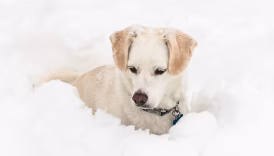 dog blizzard