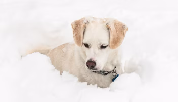 dog blizzard