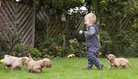 dog jealousy