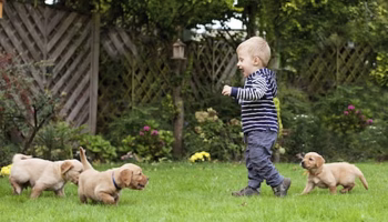 dog jealousy