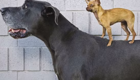 dog shows estimates judging size weight
