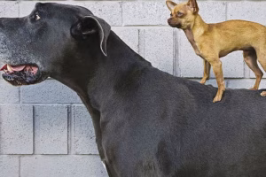 dog shows estimates judging size weight