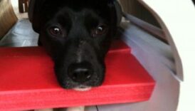 dog in mri
