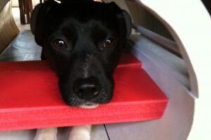 dog in mri