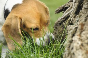 Why Does My Dog Eat Poop?