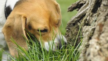 Why Does My Dog Eat Poop?