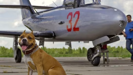 flying with dogs