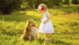 Understanding the Difference between Animal Rights and Animal Welfare – American Kennel Club