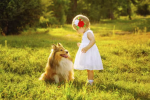 Understanding the Difference between Animal Rights and Animal Welfare – American Kennel Club