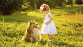 Understanding the Difference between Animal Rights and Animal Welfare – American Kennel Club