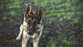 gsd 1