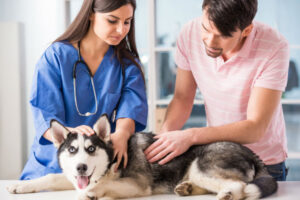husky vet