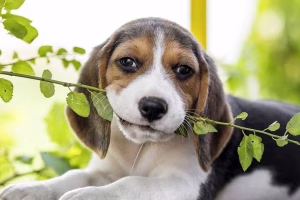 Learning from Heartbreak – American Kennel Club
