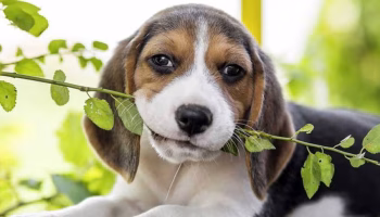 Learning from Heartbreak – American Kennel Club